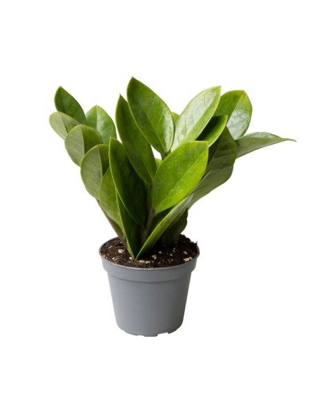 Zamioculcas zamiifolia
