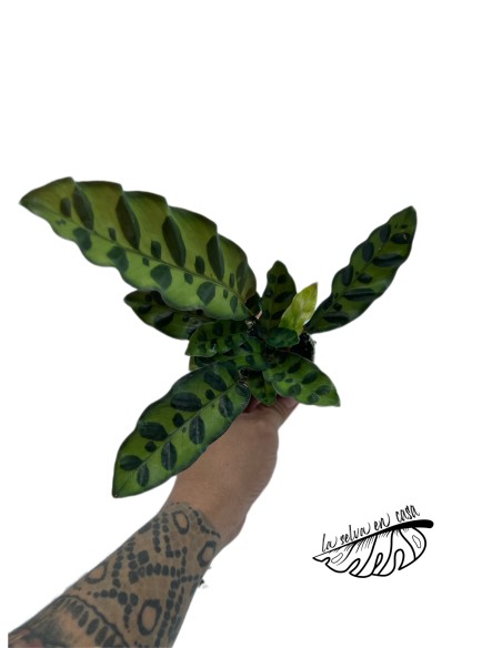 Calathea lancifolia