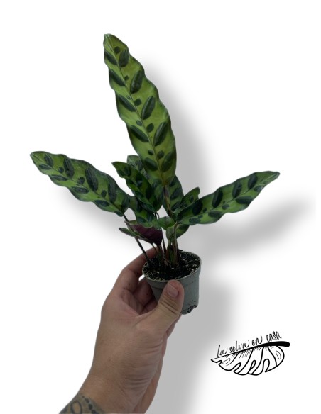 Calathea lancifolia