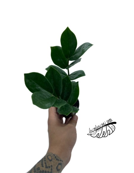 Zamioculcas zamiifolia