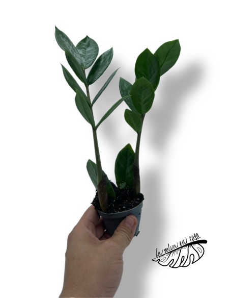 Zamioculcas zamiifolia