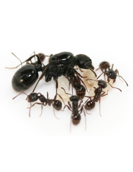 Kit de mantenimiento hormigas.