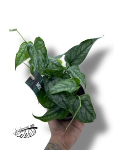 Monstera siltepecana 2