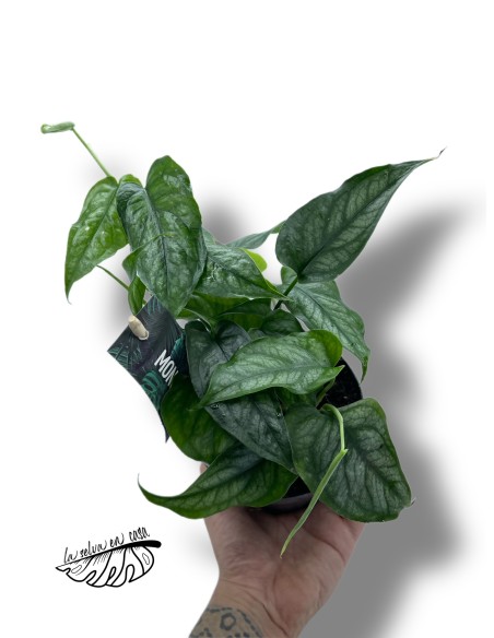 Monstera siltepecana