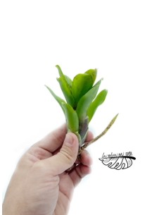 Neoregelia Hybrid small 2