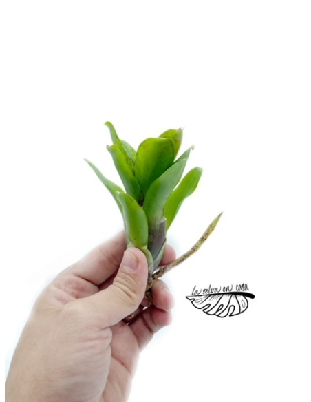 Neoregelia Hybrid small