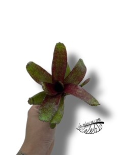 Neoregelia red Waif