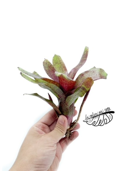 Neoregelia red Waif