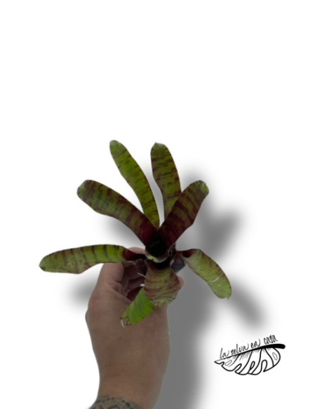 Neoregelia rubrifolia hybride tiger