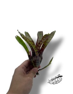 Neoregelia rubrifolia hybride tiger 2