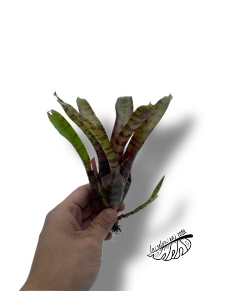 Neoregelia rubrifolia hybride tiger