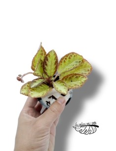 Episcia reptans