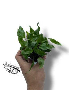 Microgramma reptans 2