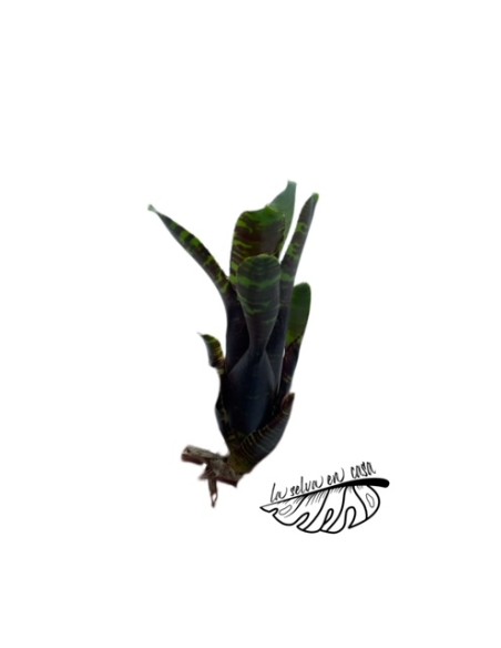 Neoregelia joao marcio