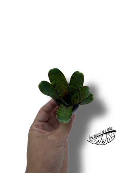 Neoregelia joao marcio