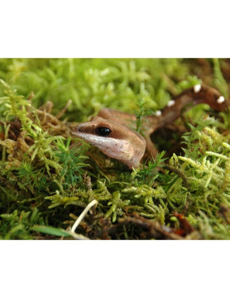 Lucky Reptile Vivarium Moss 150 g – Musgo Natural para Terrarios