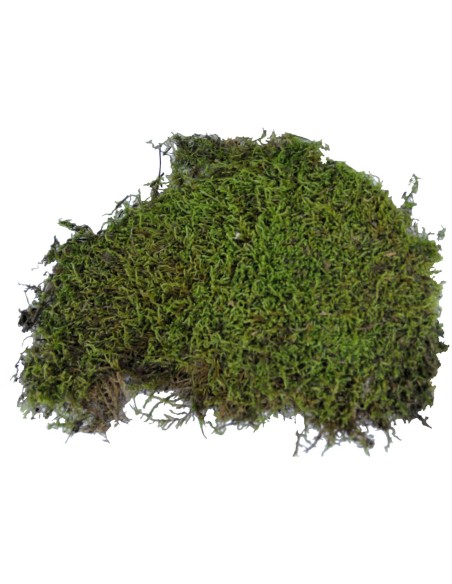 Lucky Reptile Vivarium Moss 150 g – Musgo Natural para Terrarios