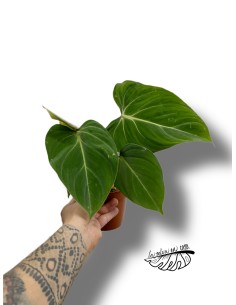 Philodendron gloriosum