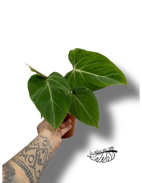 Philodendron gloriosum