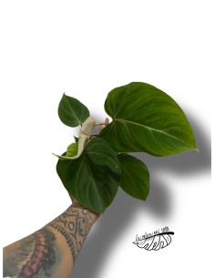 Philodendron gloriosum 2