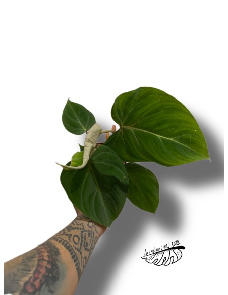 Philodendron gloriosum