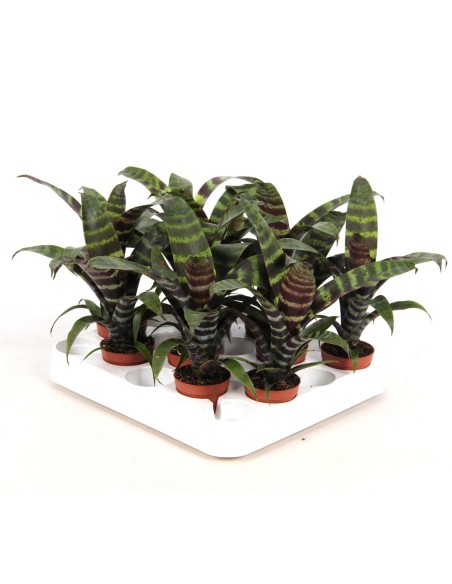 Vriesea Era