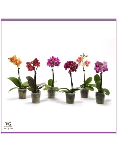 Phalaenopsis Multiflora mixto 2