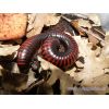 Pelmatojulus excisus (adulto)