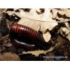 Pelmatojulus excisus (adulto)