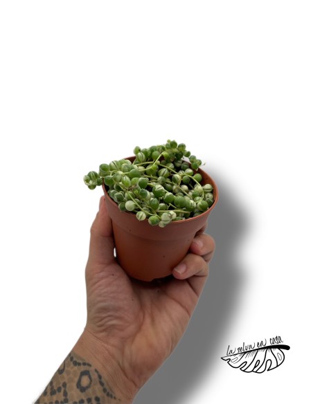 Senecio rowleyanus variegata