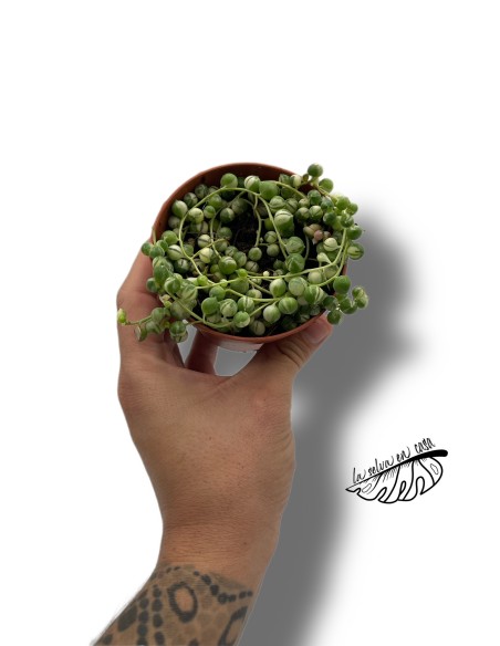 Senecio rowleyanus variegata