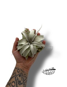 Tillandsia Xerographica