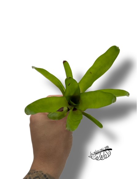Neoregelia ajax