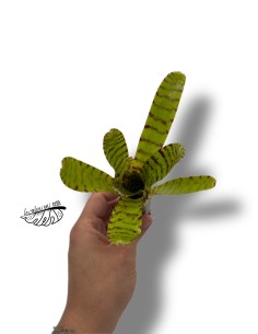 Neoregelia punctatissima 2