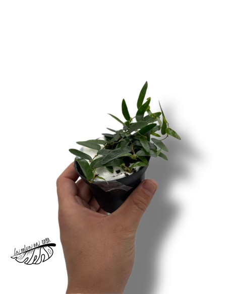 Ficus panama punctate