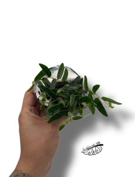 Ficus panama punctate