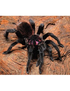 Xenesthis intermedia