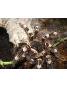 Acanthoscurria geniculata