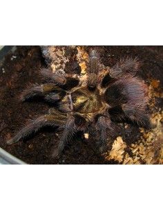 Phormictopus auratus