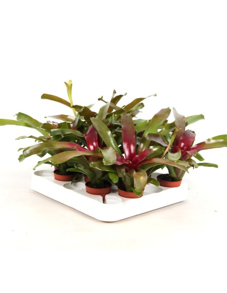 Neoregelia nidularium striped fireball