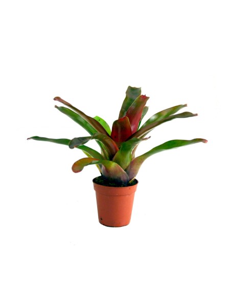 Neoregelia nidularium striped fireball