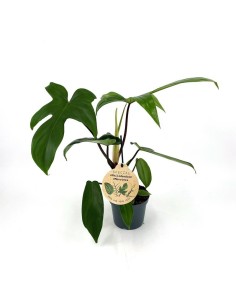 Philodendron FLORIDA GREEN 2