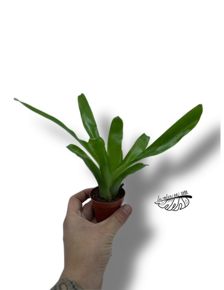 Neoregelia nidularium striped fireball