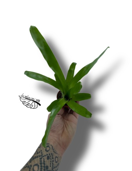 Neoregelia nidularium striped fireball