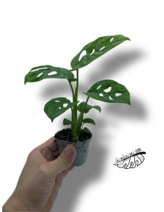 Monstera obliqua