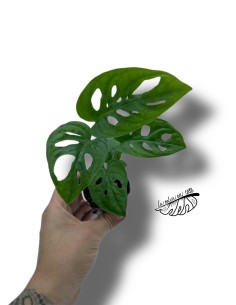 Monstera obliqua 2