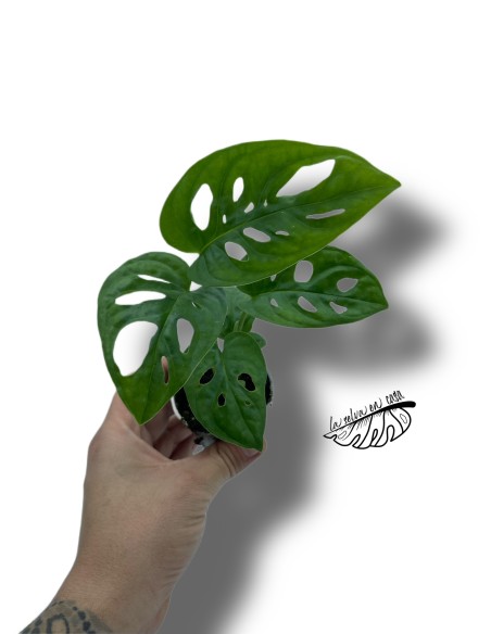 Monstera obliqua