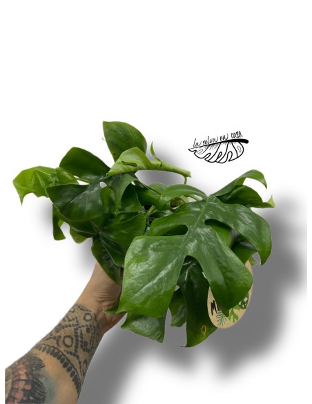Monstera minima