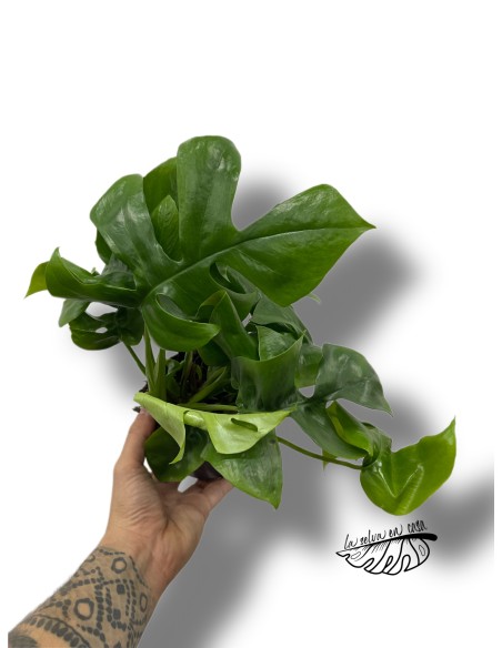 Monstera minima