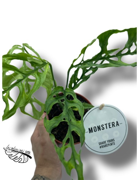 Monstera obliqua 'Peru'